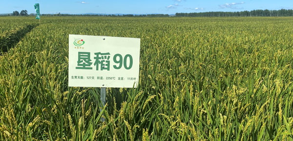 墾稻90