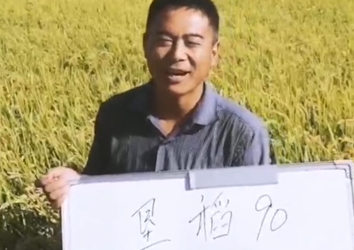 墾稻90田間表現(xiàn)